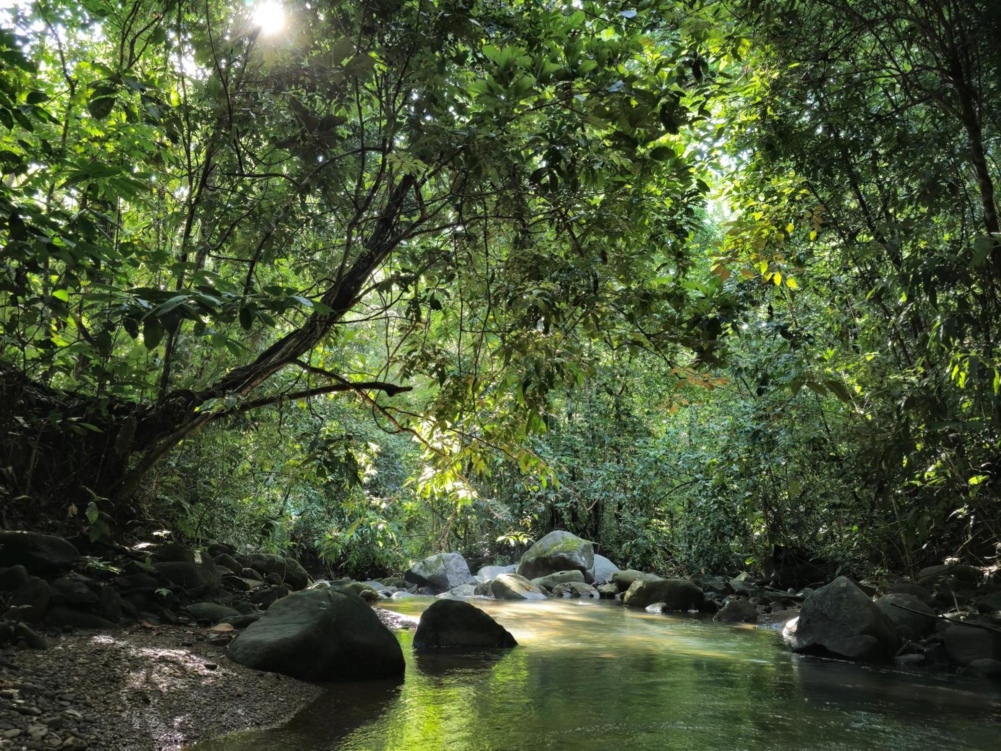 Cool Waters Jungle Villas ウビタ エクステリア 写真